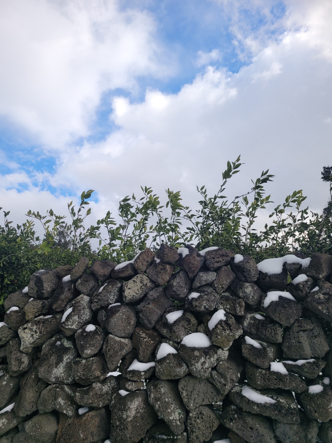 정혜영 언어학습발달센터 로고